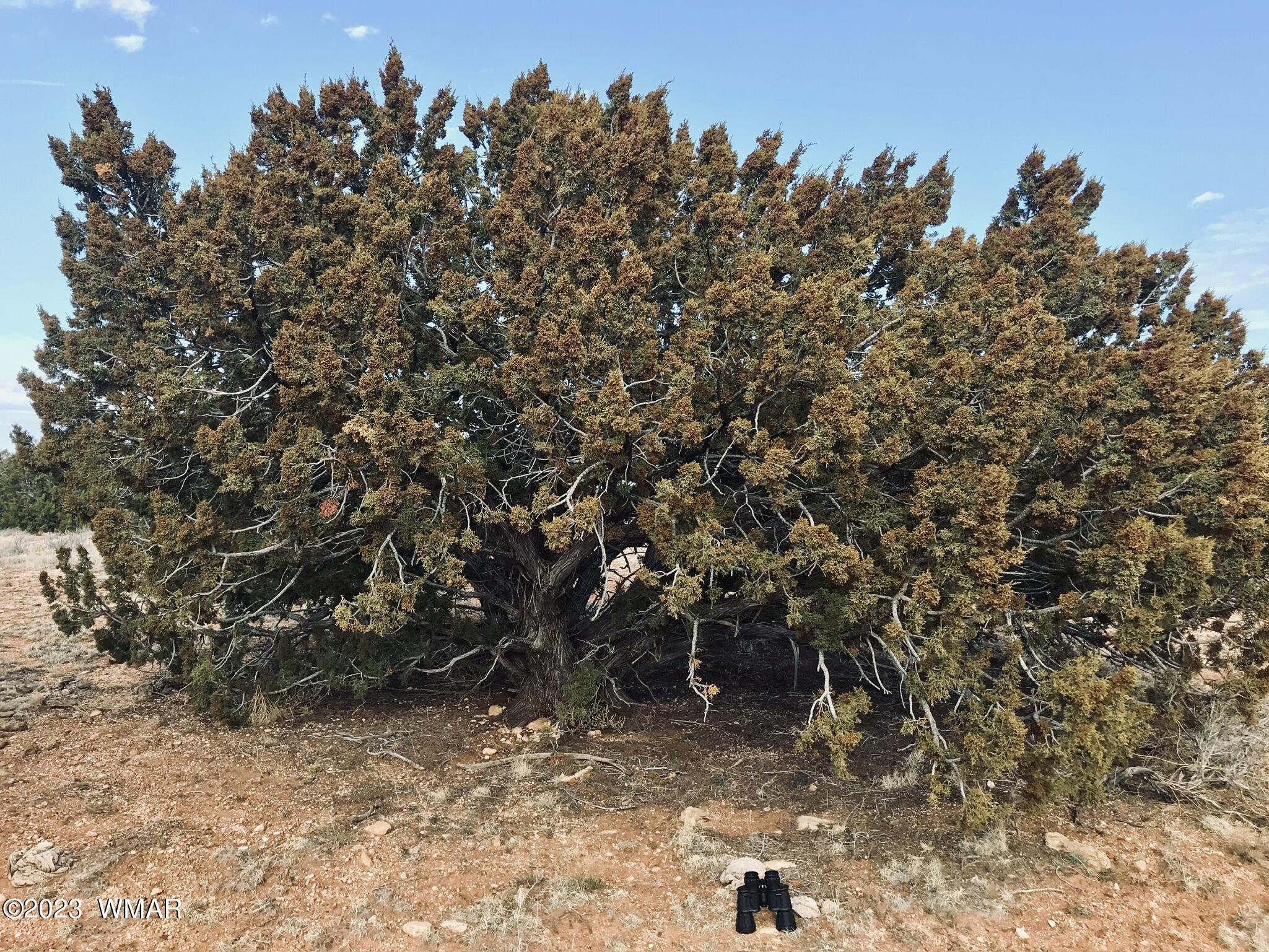 1 T14n R16e:nw4 Ne4 Heber, AZ 85928 - Photo 3 of 18