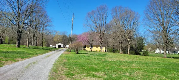 a view of a park with large trees