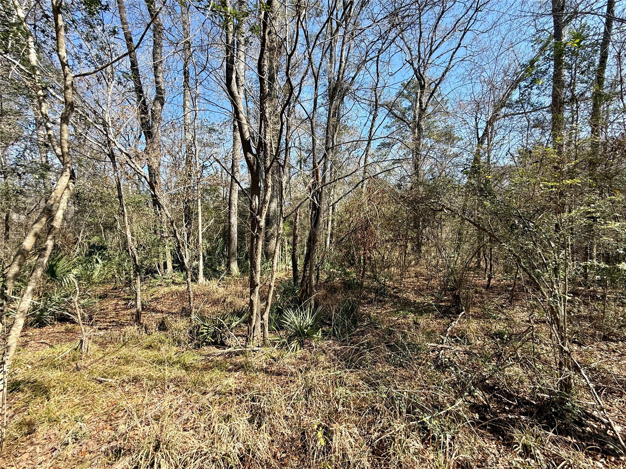 0 Redbud Drive Conroe, TX 77302 - Photo 2 of 4