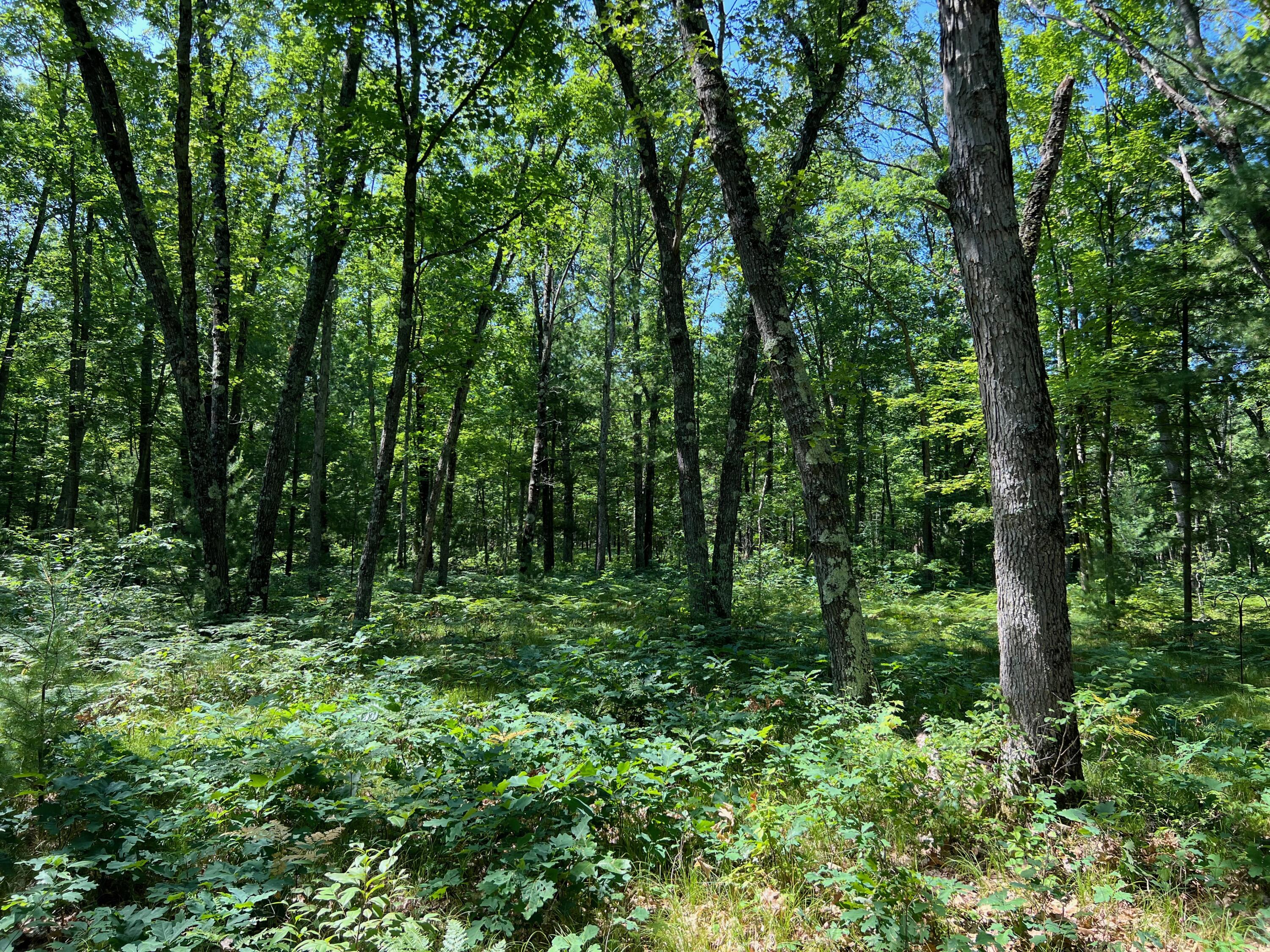 74 Lowery Road Wellston, MI 49689 - Photo 17 of 21 IMG_0829