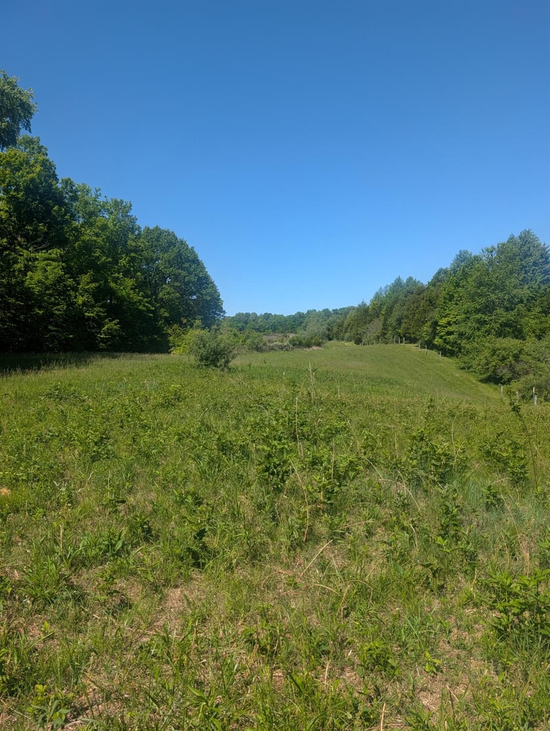 0 Longbranch Road Moores Hill, IN 47032 - Photo 11 of 25