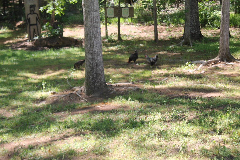 7375 Riverfork Road Waterloo, SC 29384 - Photo 39 of 50