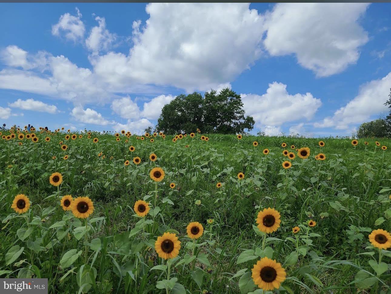 11843 Linden Chapel Road Clarksville, MD 21029 - Photo 115 of 115