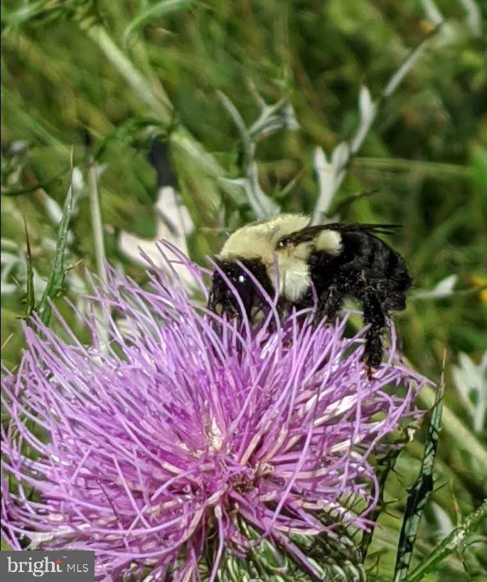 11843 Linden Chapel Road Clarksville, MD 21029 - Photo 128 of 128 a view of a tree with a tree