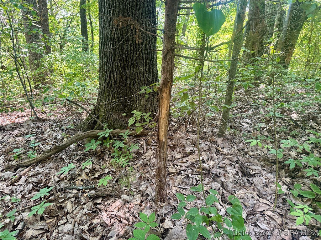 Off Gibson Hollow Road Borden, IN 47106 - Photo 24 of 53