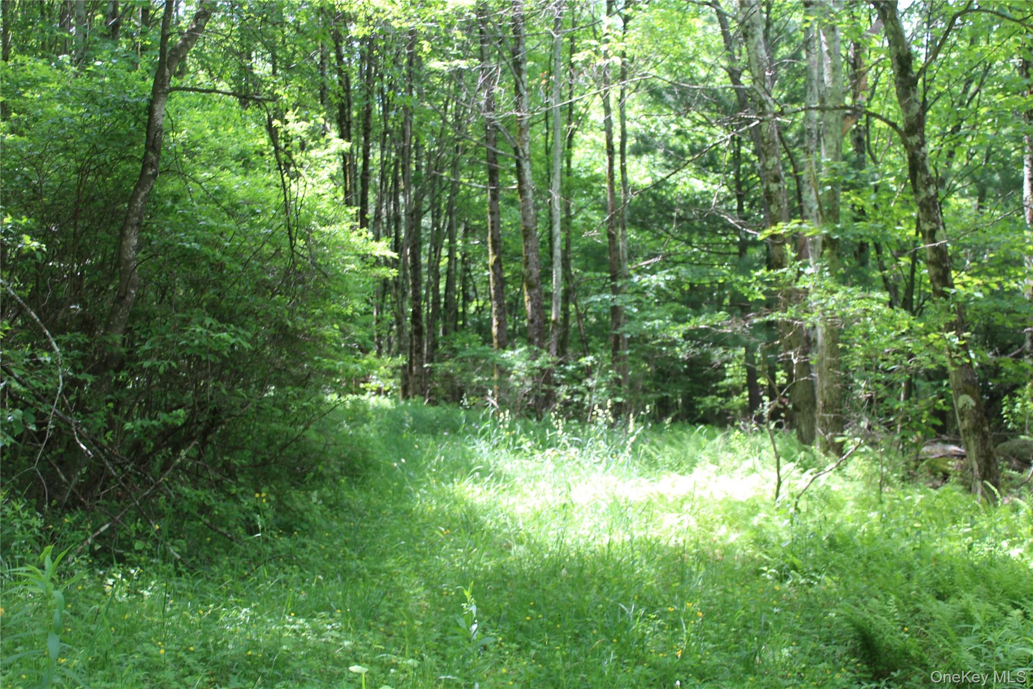624 County Road Fremont Center, NY 12736 - Photo 32 of 40 Wooded land parcel featuring dense tree cover, abundant foliage, a natural path, and verdant groundcover