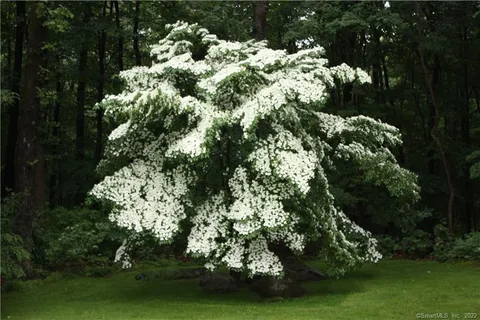 a picture of a tree with a yard