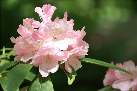 a pink white vase with pink flowers