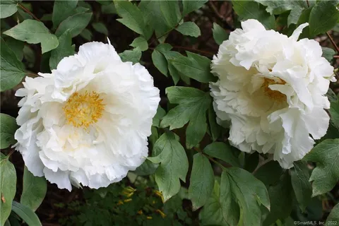 a close up of a white flower in a lot of flowers
