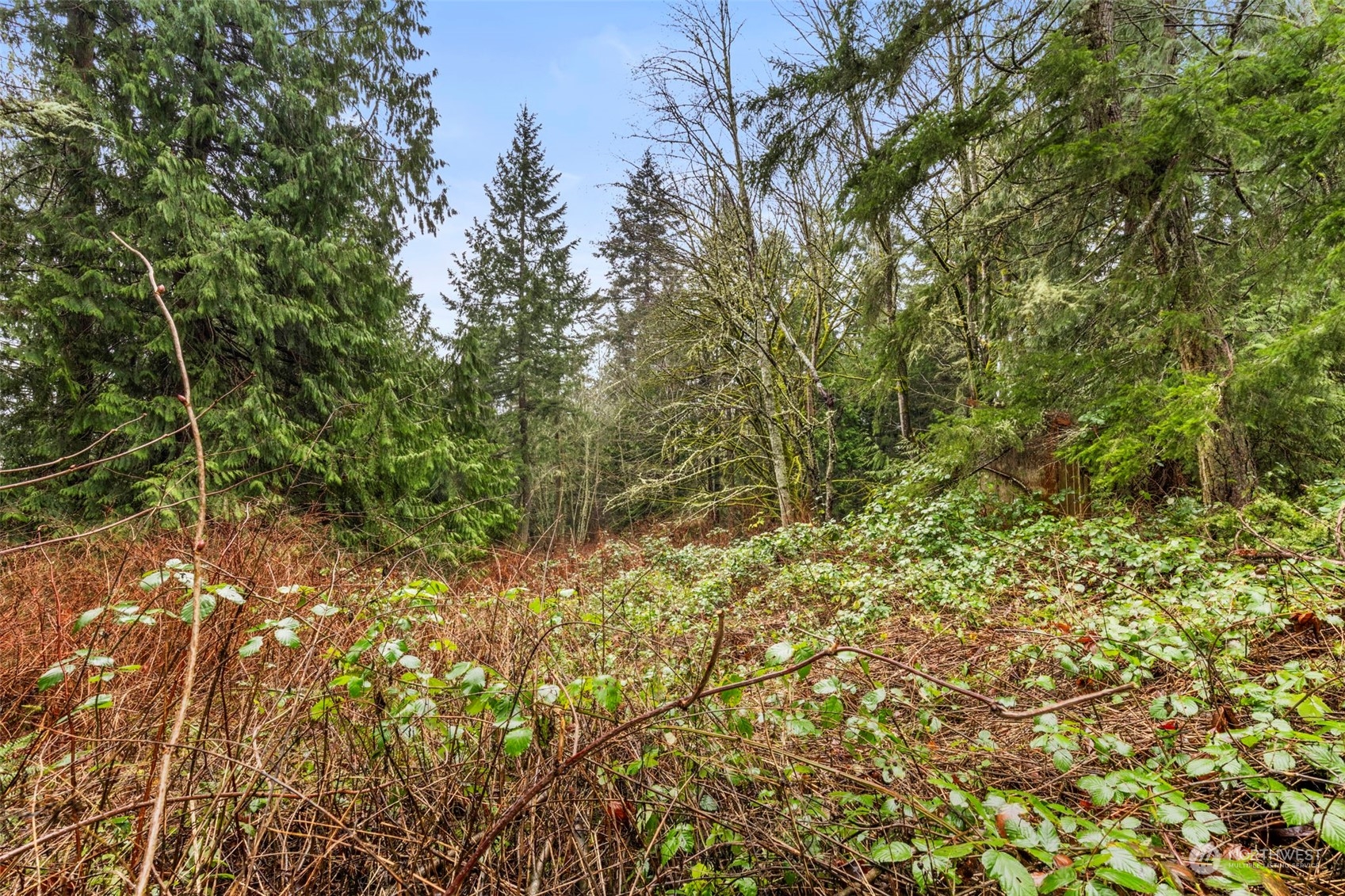 491 No Name Road Port Ludlow, WA 98365 - Photo 5 of 15 a view of a yard with a tree