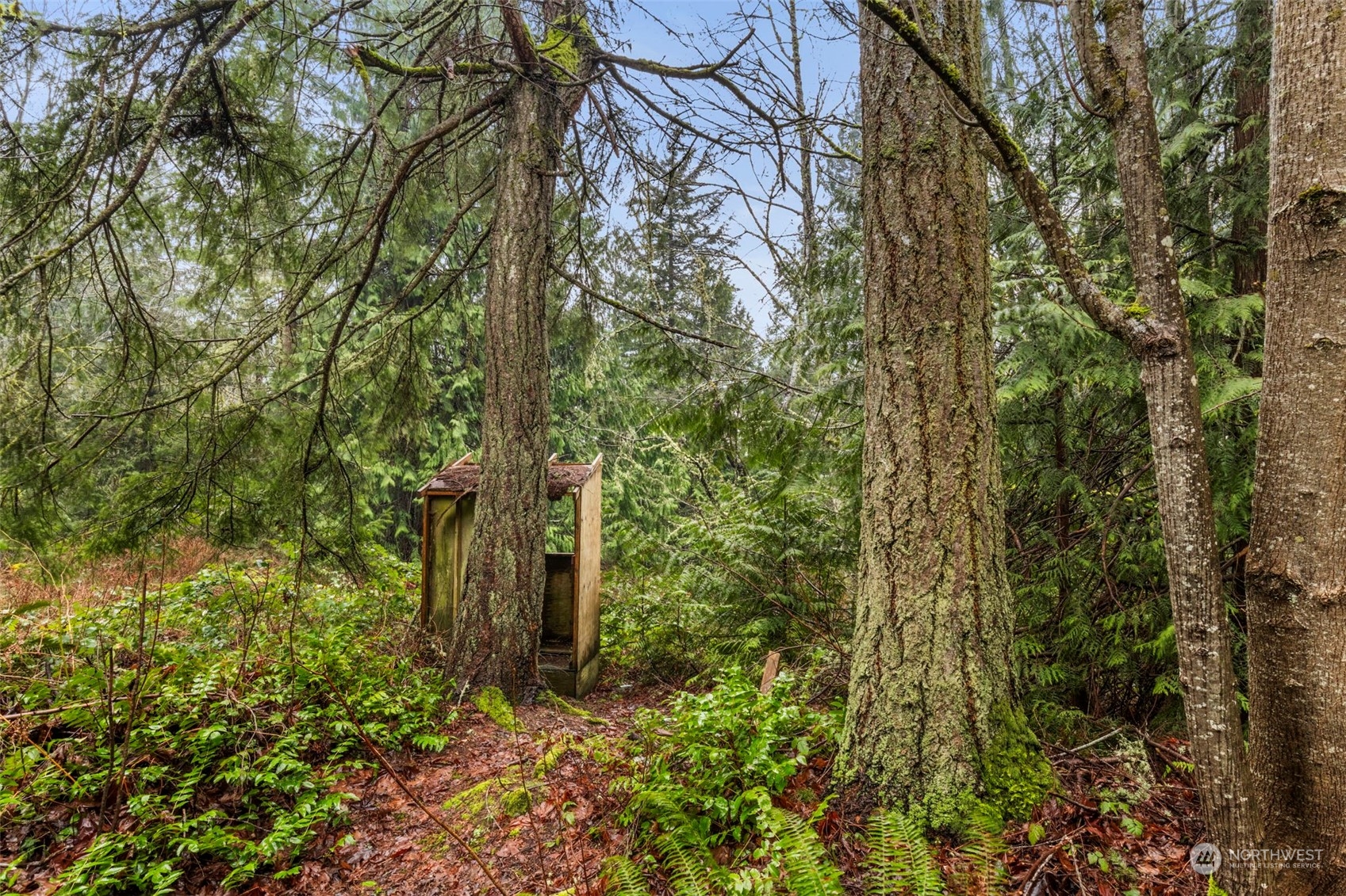 491 No Name Road Port Ludlow, WA 98365 - Photo 6 of 15 a view of a garden with plants and trees