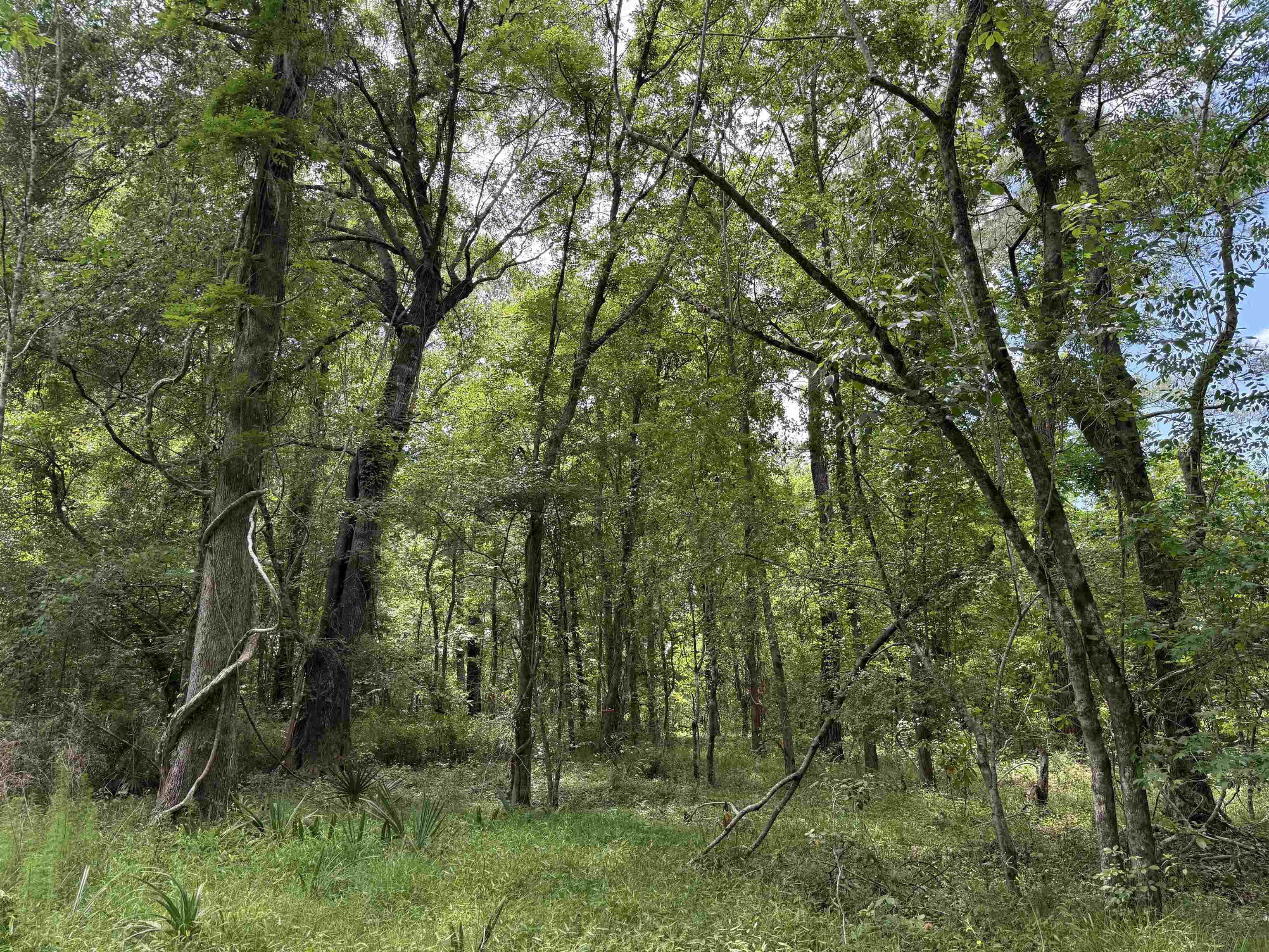 5871 Pennyroyal Road Georgetown, SC 29440 - Photo 4 of 15