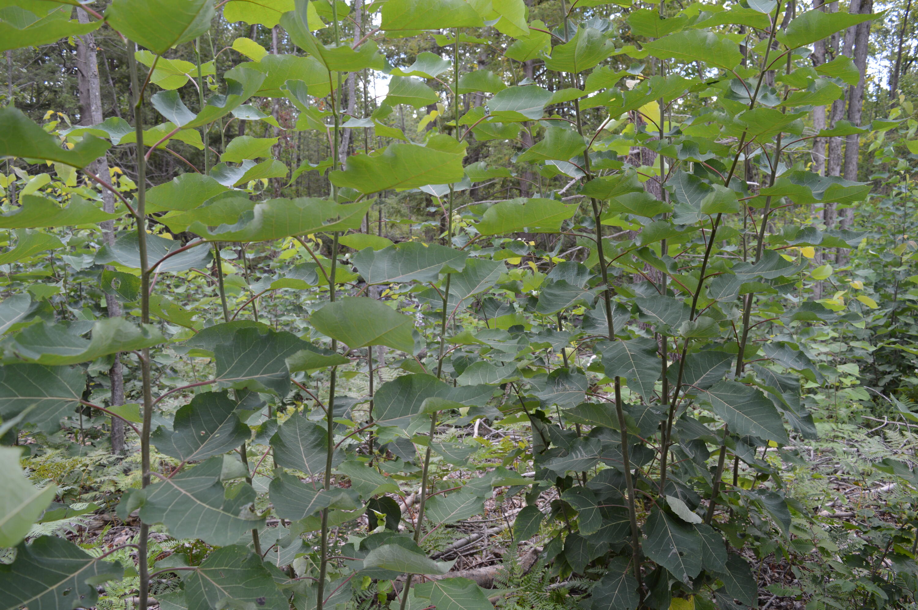 East County Line Road South Branch, MI 48761 - Photo 66 of 87 Gallery Image 66