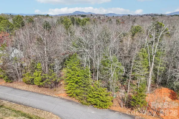 a view of a yard with plants and large trees