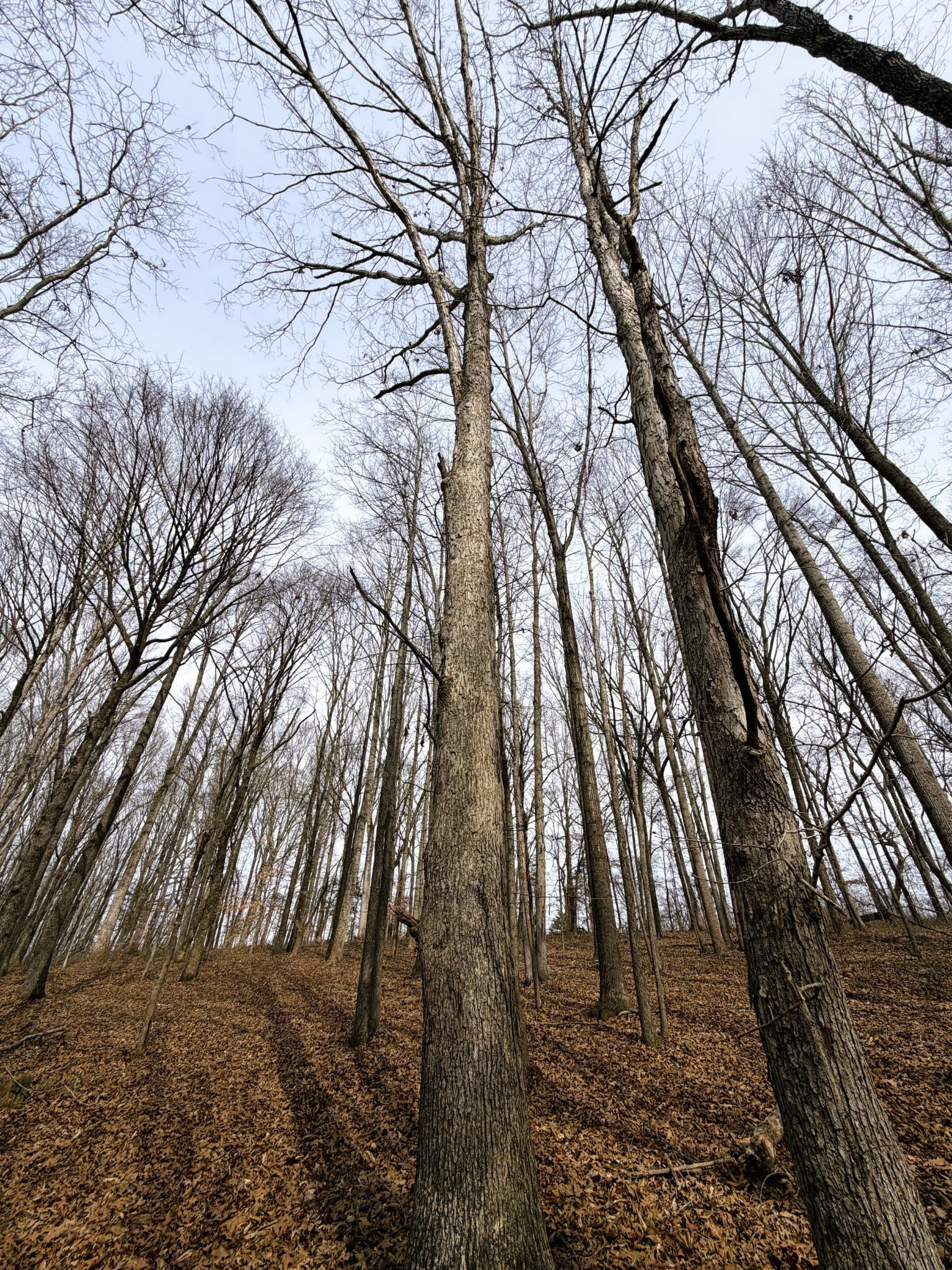 123 Rock Bridge Road Bethpage, TN 37022 - Photo 14 of 26