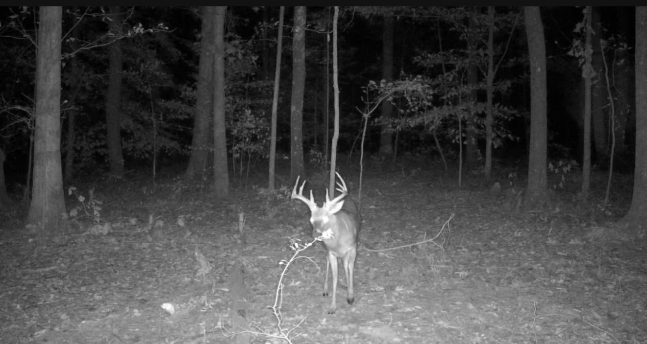 123 Rock Bridge Road Bethpage, TN 37022 - Photo 4 of 26