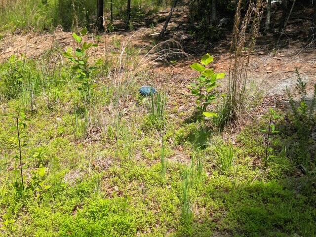 0 Creasey Chapel Road Stuart, VA 24171 - Photo 21 of 40 a view of a yard with a tree