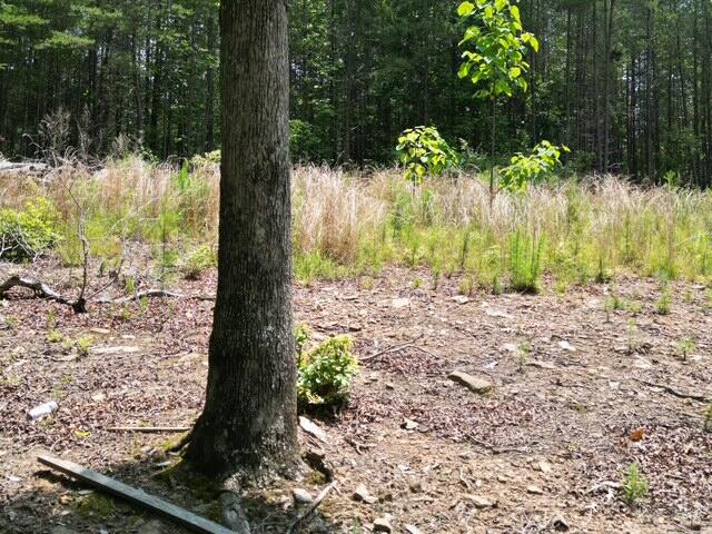0 Creasey Chapel Road Stuart, VA 24171 - Photo 33 of 40 a view of a yard with plants