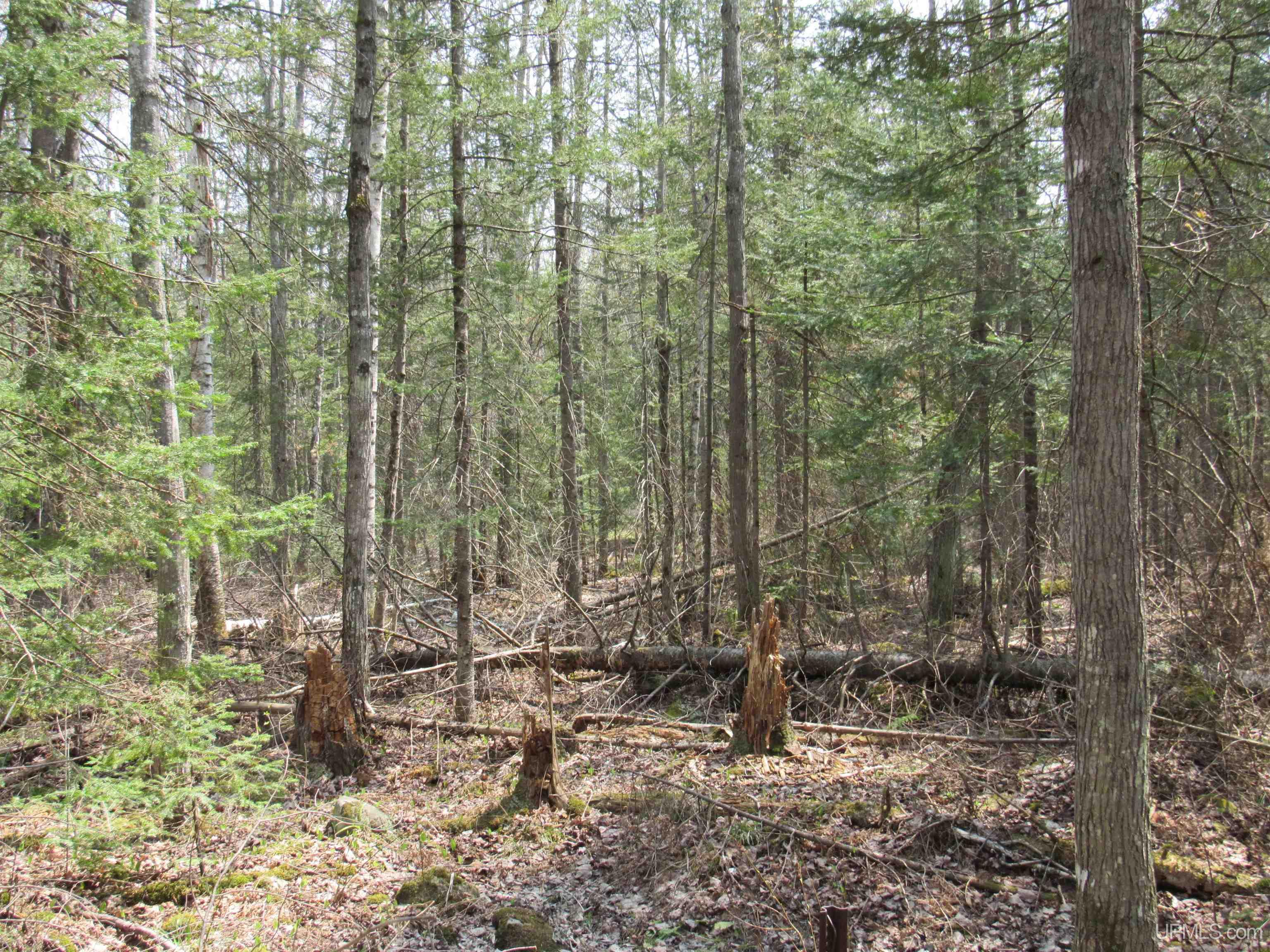 Tbd Deerton-sand Lake Road Deerton, MI 49822 - Photo 12 of 23