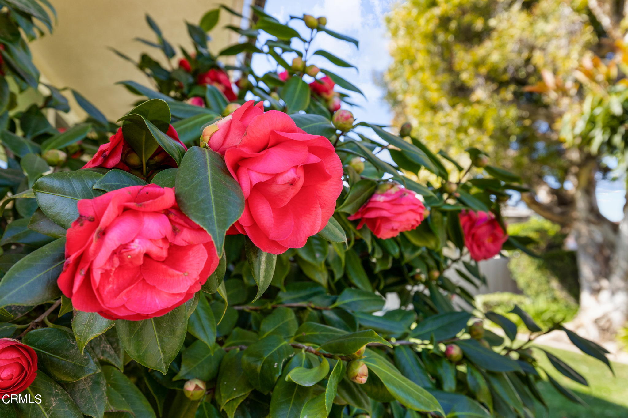 425 Devonshire Drive Oxnard, CA 93030 - Photo 52 of 57 51-web-or-mls-UpmarketMedia_425Dev-50