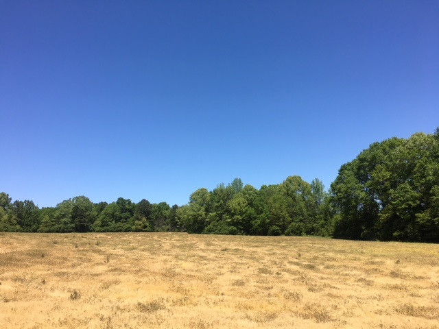 0 Massey Road Carthage, MS 39051 - Photo 4 of 14 Photo 4