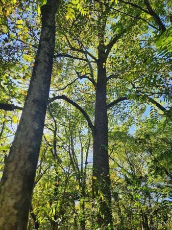 a view of a yard with plants and large trees