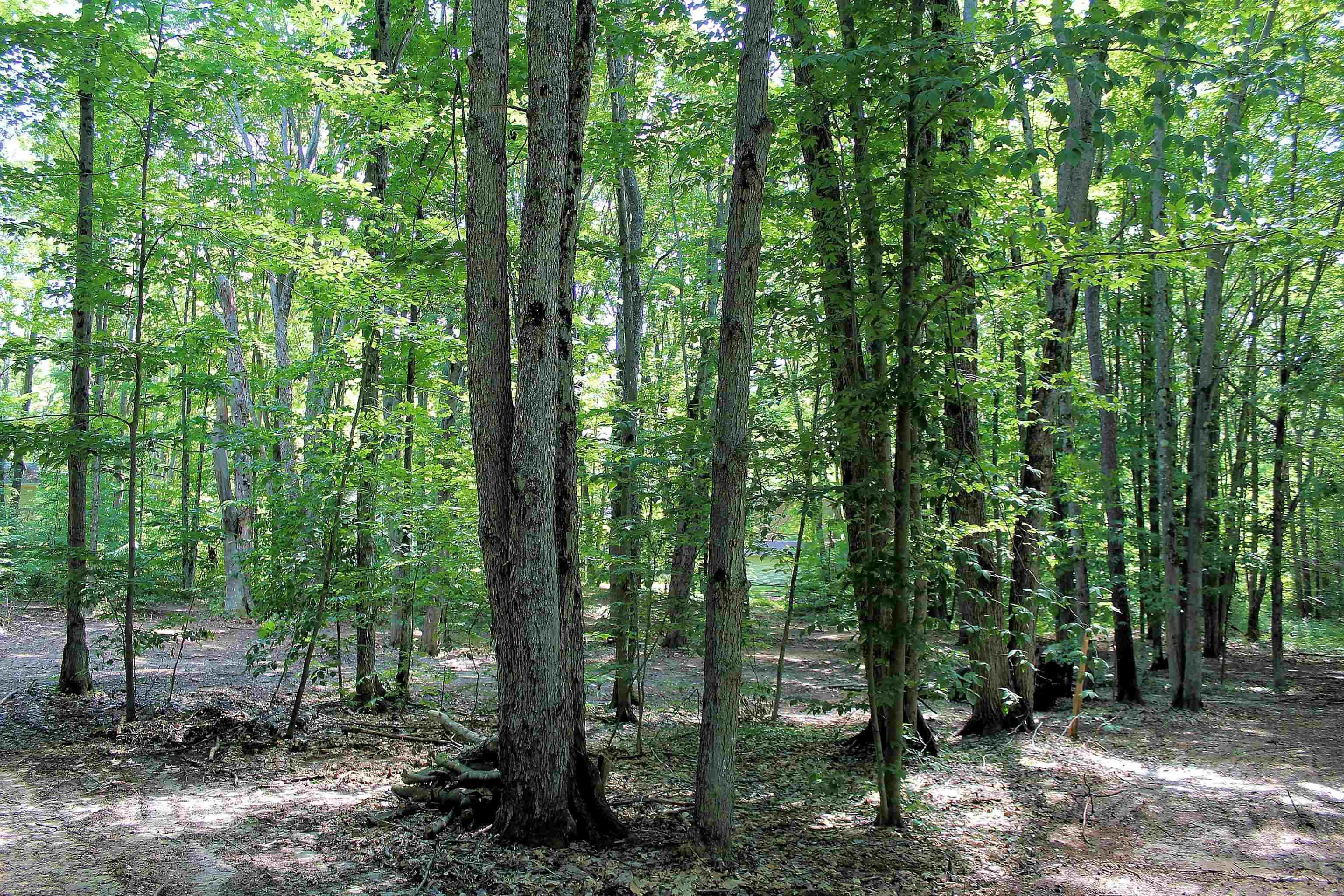 0 Northeast Chwastek Road Kalkaska, MI 49646 - Photo 4 of 18