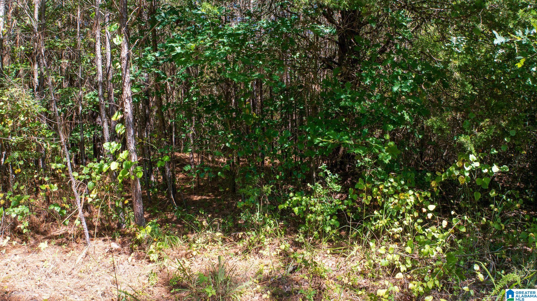 51 County Road Rogersville, AL 35652 - Photo 27 of 27 Gallery Image 27