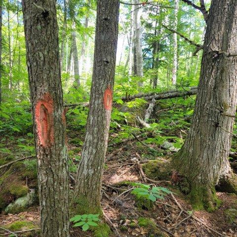 T4 Wadleigh Pond Road Millinocket, ME 04462 - Photo 36 of 38 Boundary
