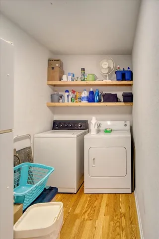 a view of a plants in middle of the forest