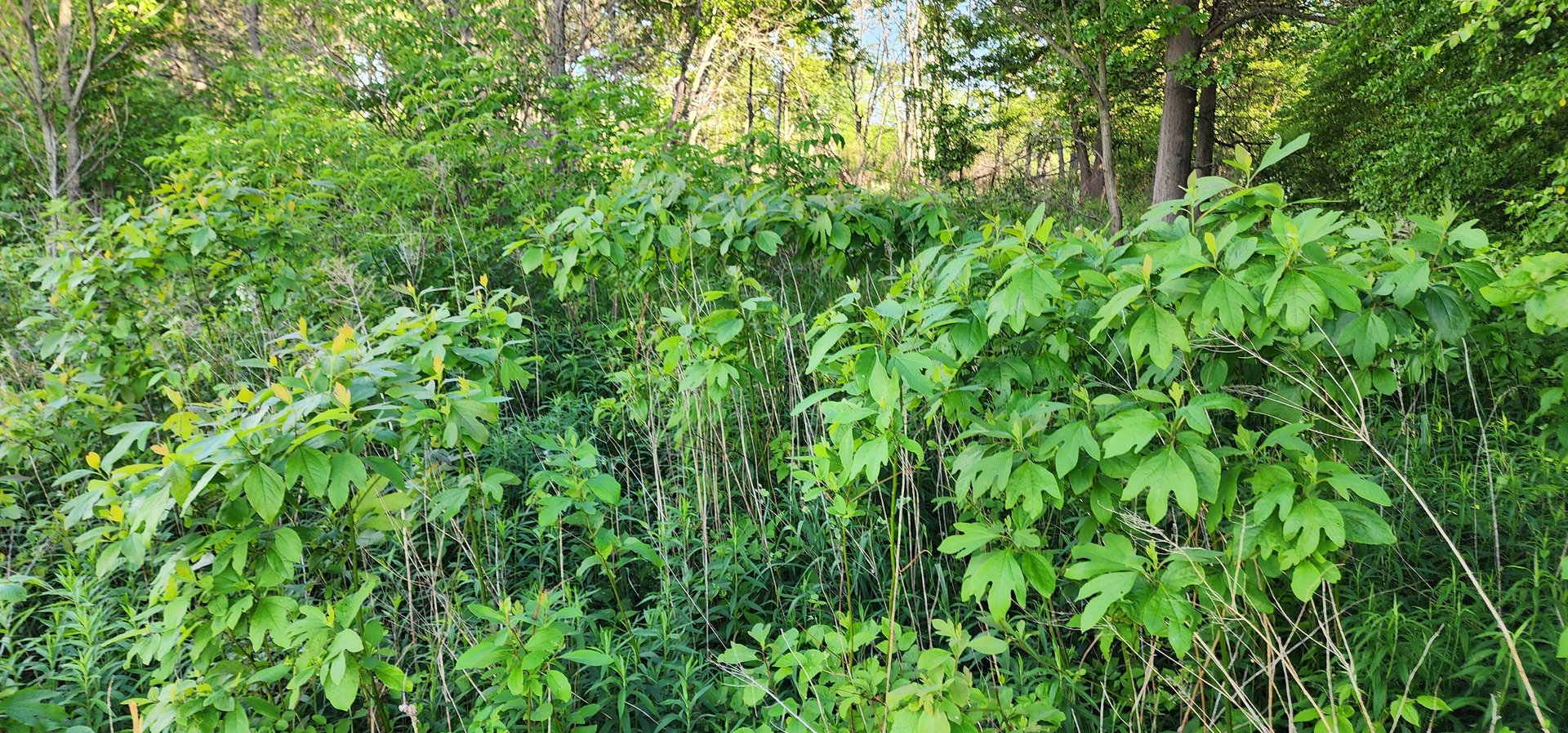 574 Caleb Road Braidwood, IL 60408 - Photo 13 of 25