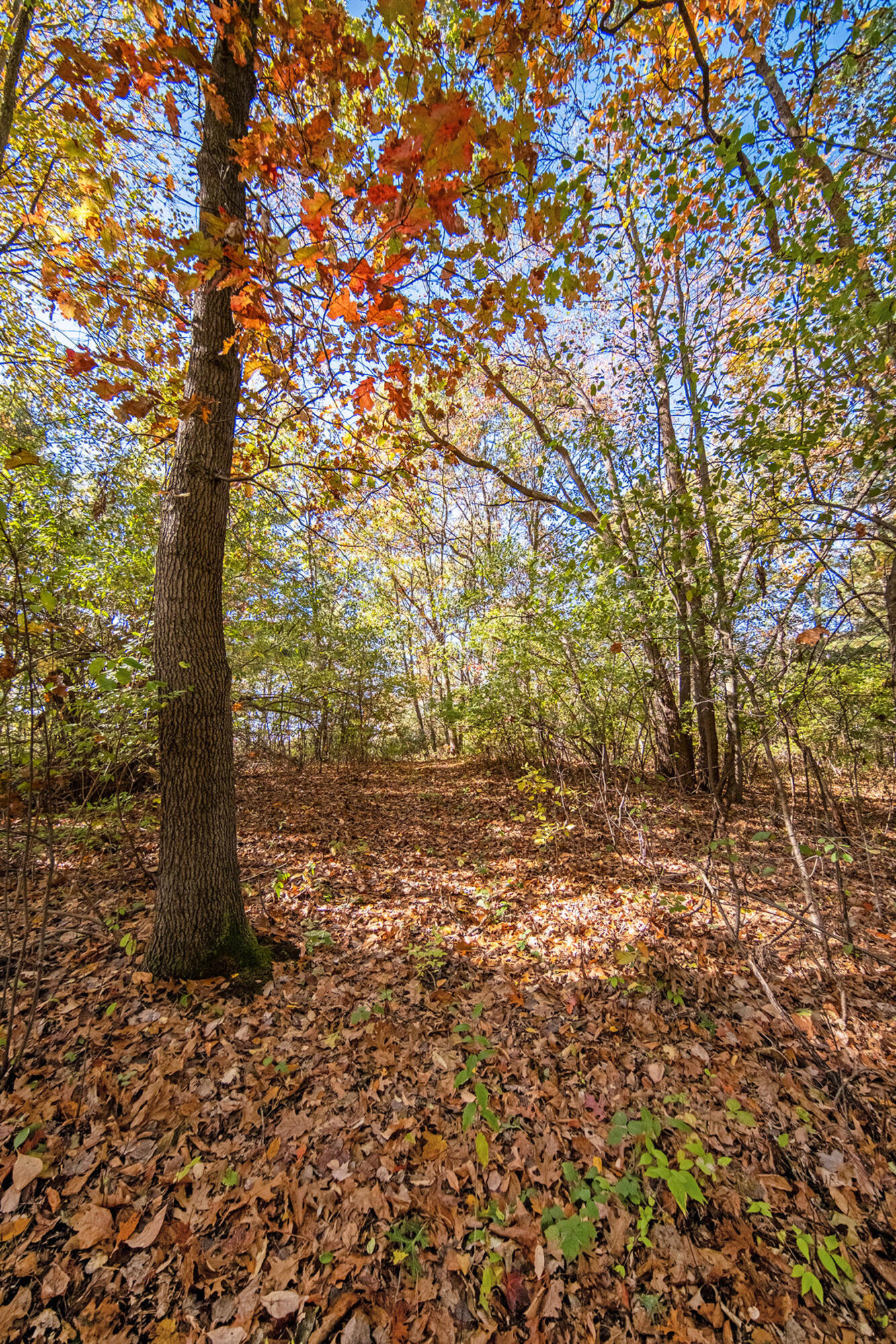 1460 Munith Road Jackson, MI 49201 - Photo 21 of 42 021_sbp_81_11