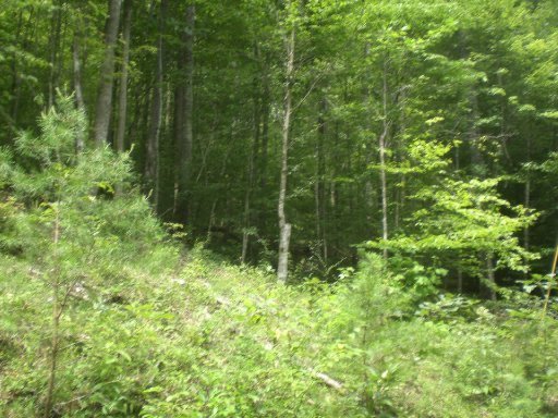3-4 Steve Brown Road Bean Station, TN 37708 - Photo 2 of 10 Additional Photo