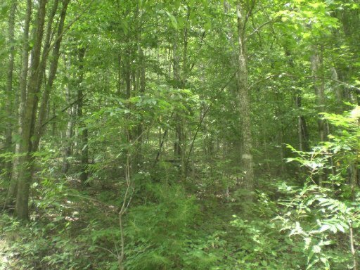 3-4 Steve Brown Road Bean Station, TN 37708 - Photo 3 of 10 Additional Photo