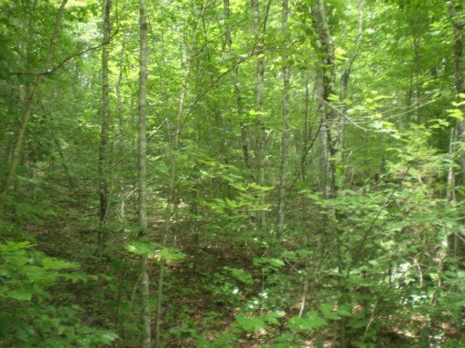 3-4 Steve Brown Road Bean Station, TN 37708 - Photo 5 of 10 Additional Photo