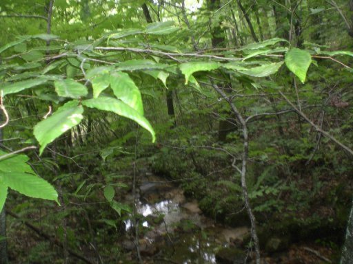 3-4 Steve Brown Road Bean Station, TN 37708 - Photo 6 of 10 Additional Photo
