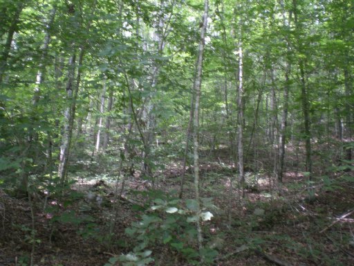 3-4 Steve Brown Road Bean Station, TN 37708 - Photo 9 of 10 Additional Photo