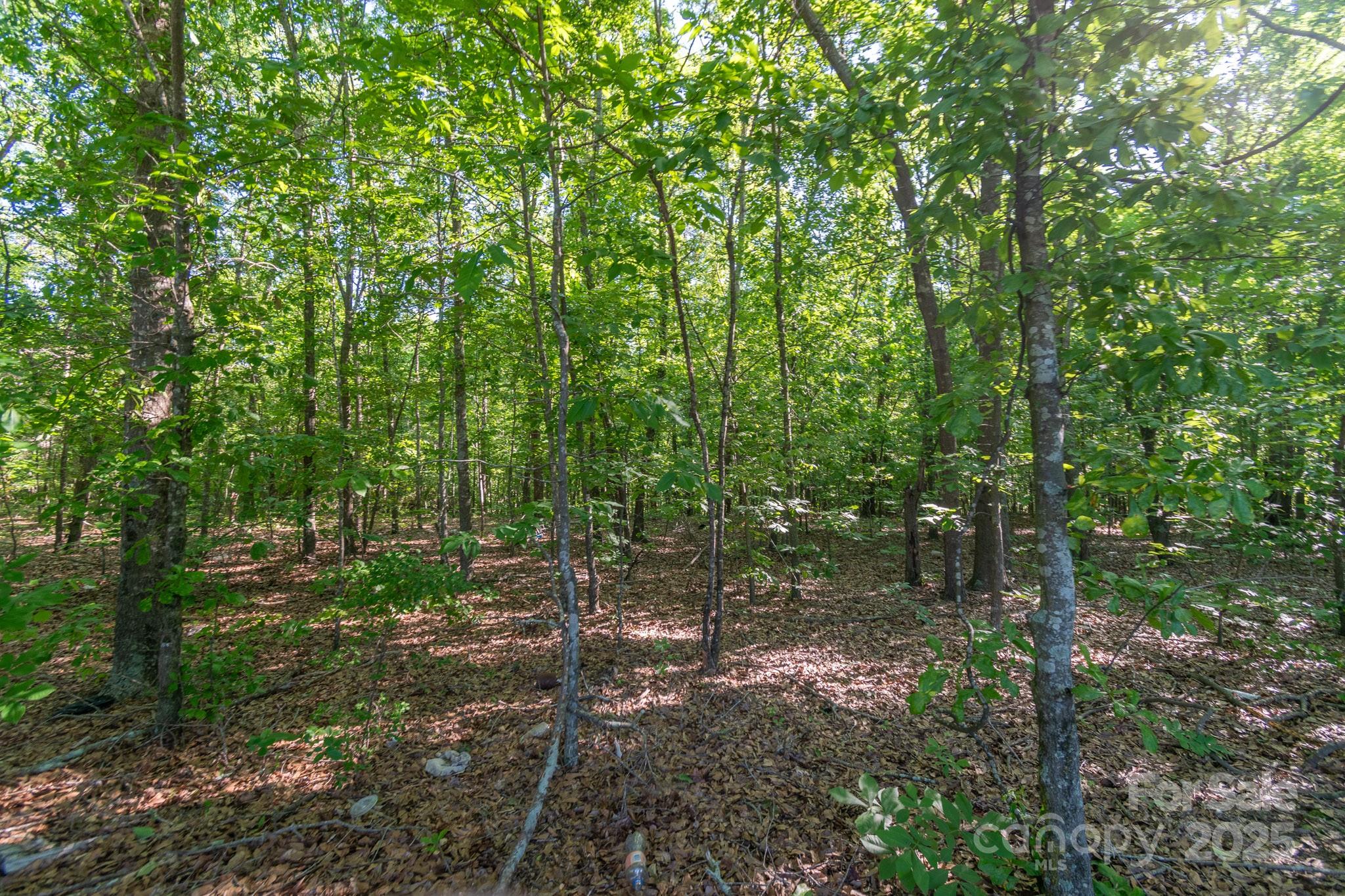 0 Airport Road Pageland, SC 29728 - Photo 23 of 46 a view of forest