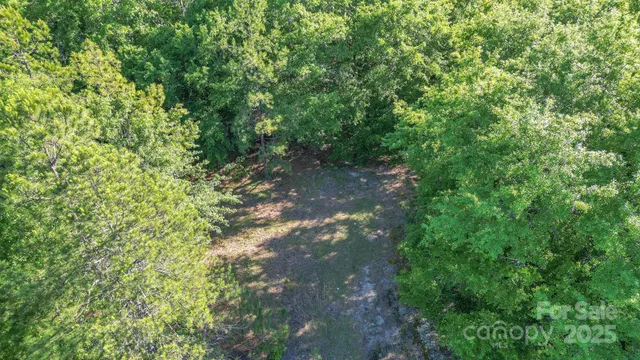 a view of a forest with a tree