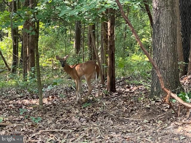 Artz Road Woodstock, VA 22664 - Photo 38 of 38