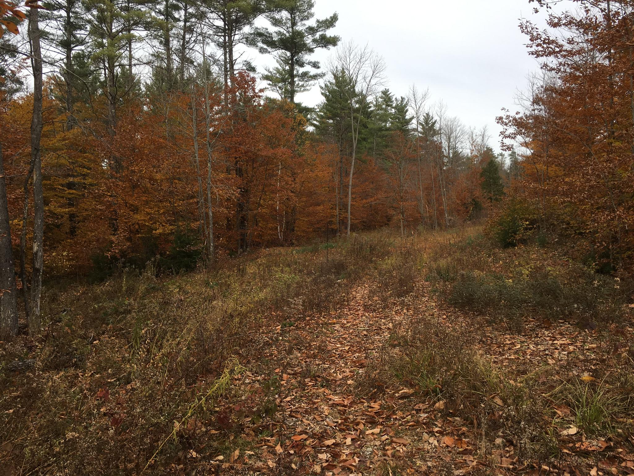 6-acres Convene Road Sebago, ME 04029 - Photo 4 of 11 DACA3E37-2D1F-494E-9F22-952BA280AED5
