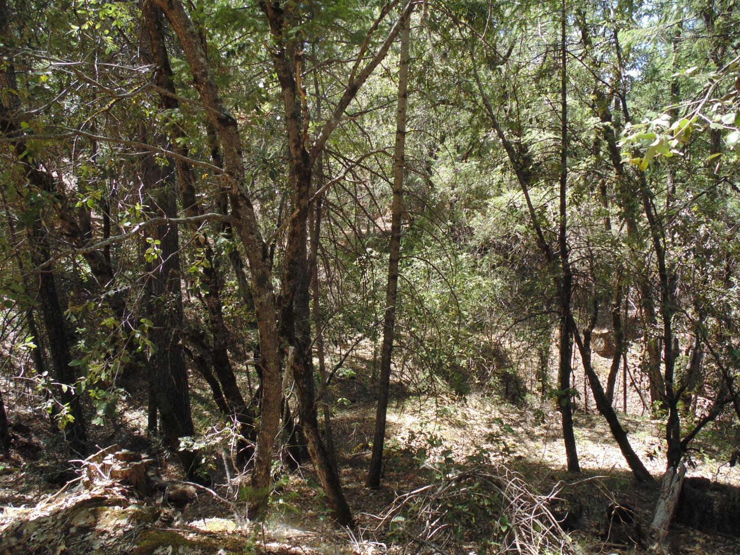 35 Balderston Road Georgetown, CA 95634 - Photo 20 of 37 a view of tree