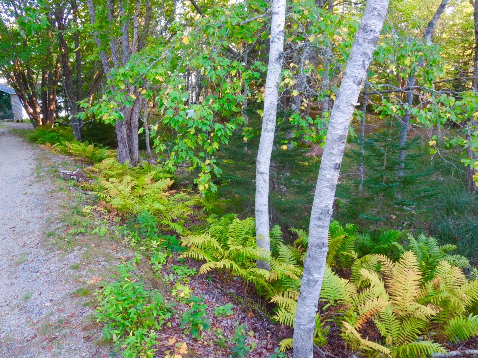 127 Paul Bunyan Road Corea, ME 04624 - Photo 33 of 46 Fern-lined driveway.