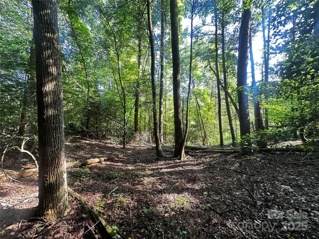 a view of a forest filled with trees