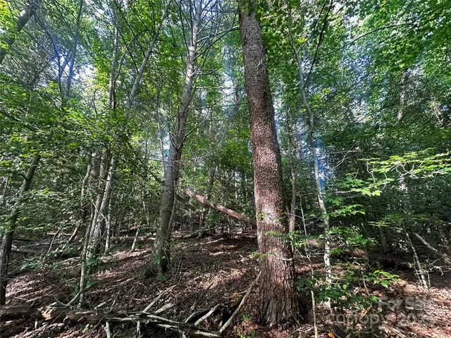 a view of a tree in a yard