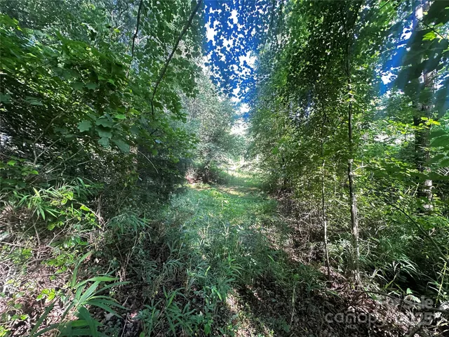 a view of a lush green forest