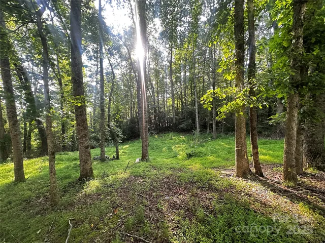 a view of a trees with a yard