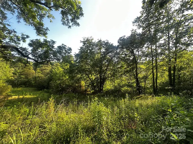 a view of a big yard with large trees