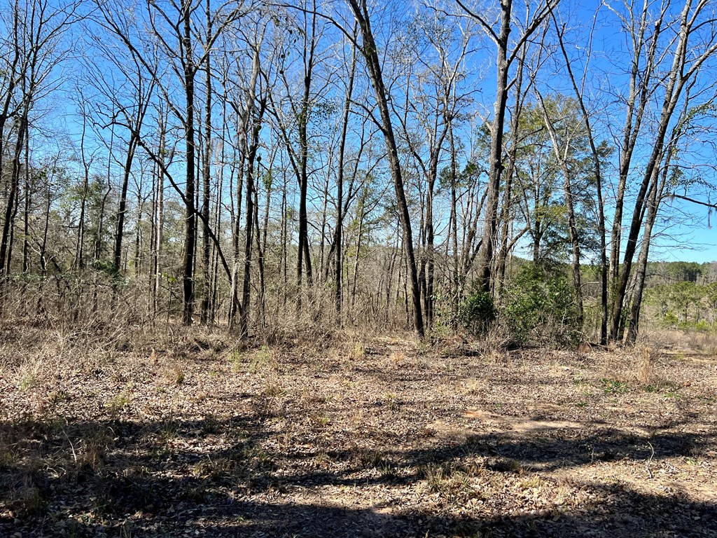 0 County Road 97 Abbeville, AL 36310 - Photo 9 of 53