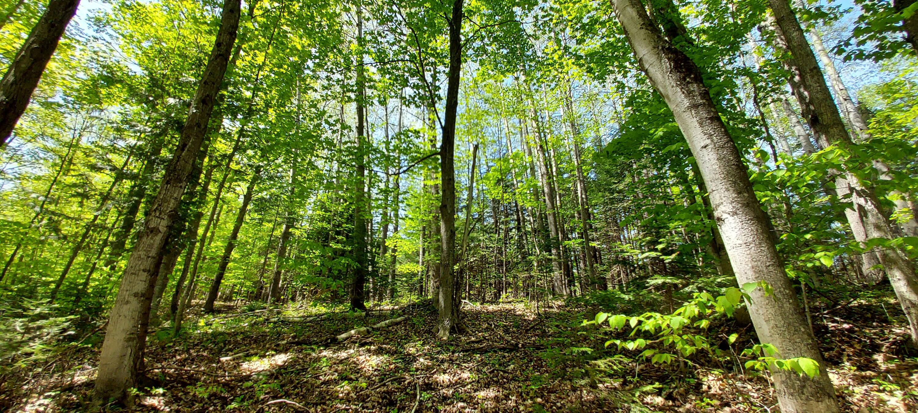River Rest Road Cheboygan, MI 49721 - Photo 9 of 15 Gallery Image 9
